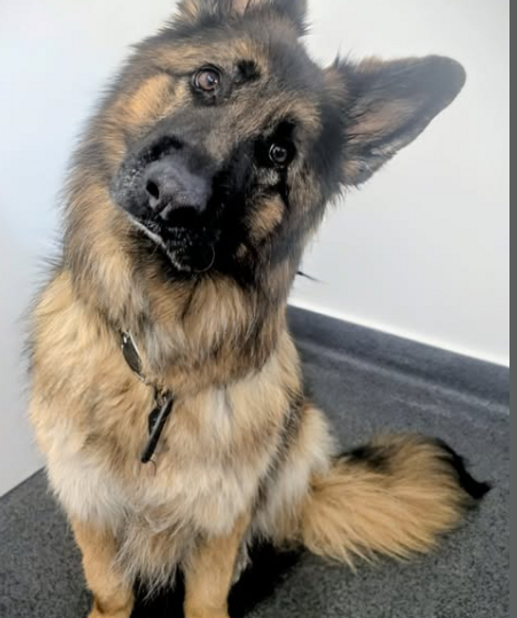 german shepherd dog rehab.png