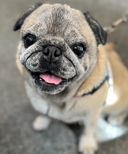 Pug arthritis dog physio.png
