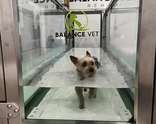 Dog hydrotherapy.png