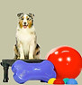 dog rehab.jpg