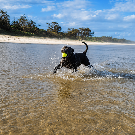 Staffy recovery after rehab.png