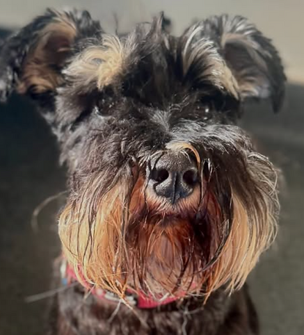 Cute dog rehab.png