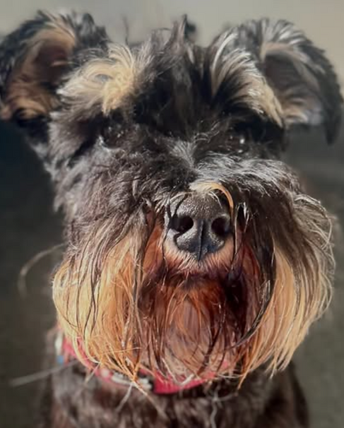 Cute dog rehab.png
