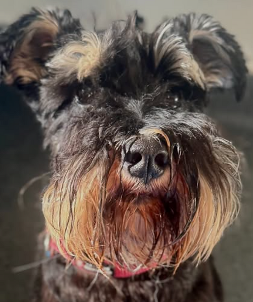 Cute dog rehab.png