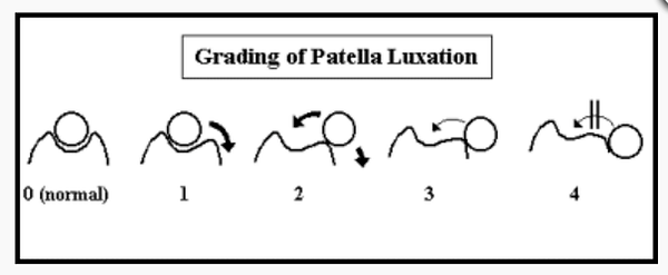 patella luxation.png