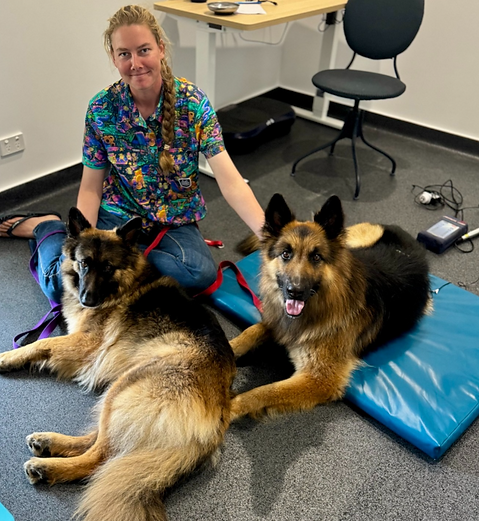 2 german shepherds dog rehab.png