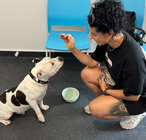 Staffy dog physio.png