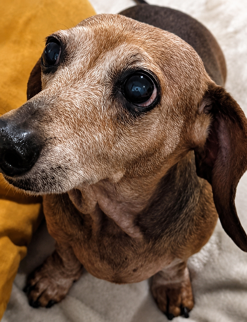 Dachshund IVDD.png