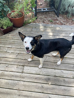 Stella
