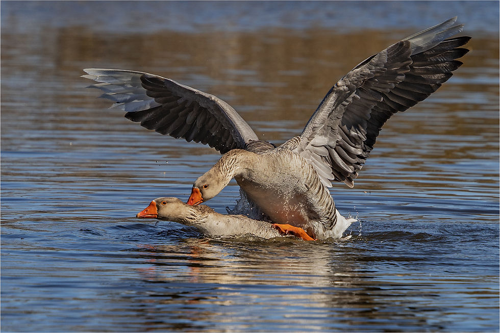 Mating acrobatics Author Antonio Ferreira