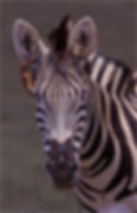 Young Zebra Author Antonio Ferreira