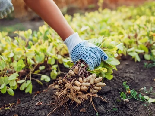 🚀 MS DÁ SALTO NA INDUSTRIALIZAÇÃO DO AMENDOIM! 🚀