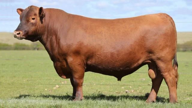 Novilhas Angus superam 23 arrobas em Maracaju (MS) e escancaram o novo patamar da pecuária brasileira