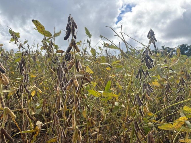 Estiagem atinge 640 mil hectares no sul de MS e derruba para 41,2% as lavouras em boas condições
