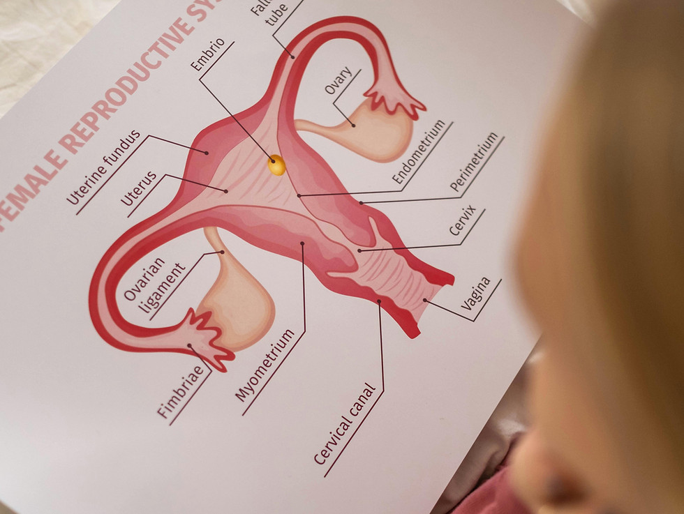 Diagram of the female reproductive system