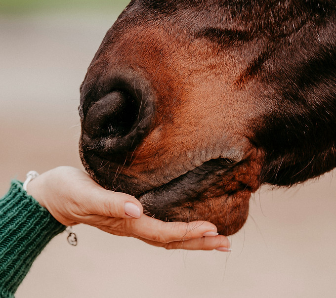 Pferd Hand.jpg