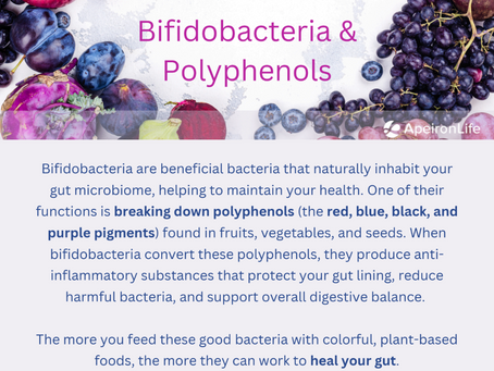 Bifidobacteria & Polyphenols