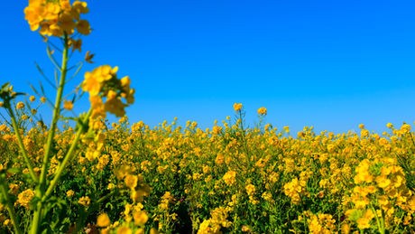 Seed Oils: Latest Evidence and Ongoing Controversy