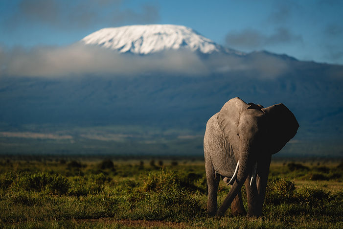 Elephant du Kilimandjaro, Kenya