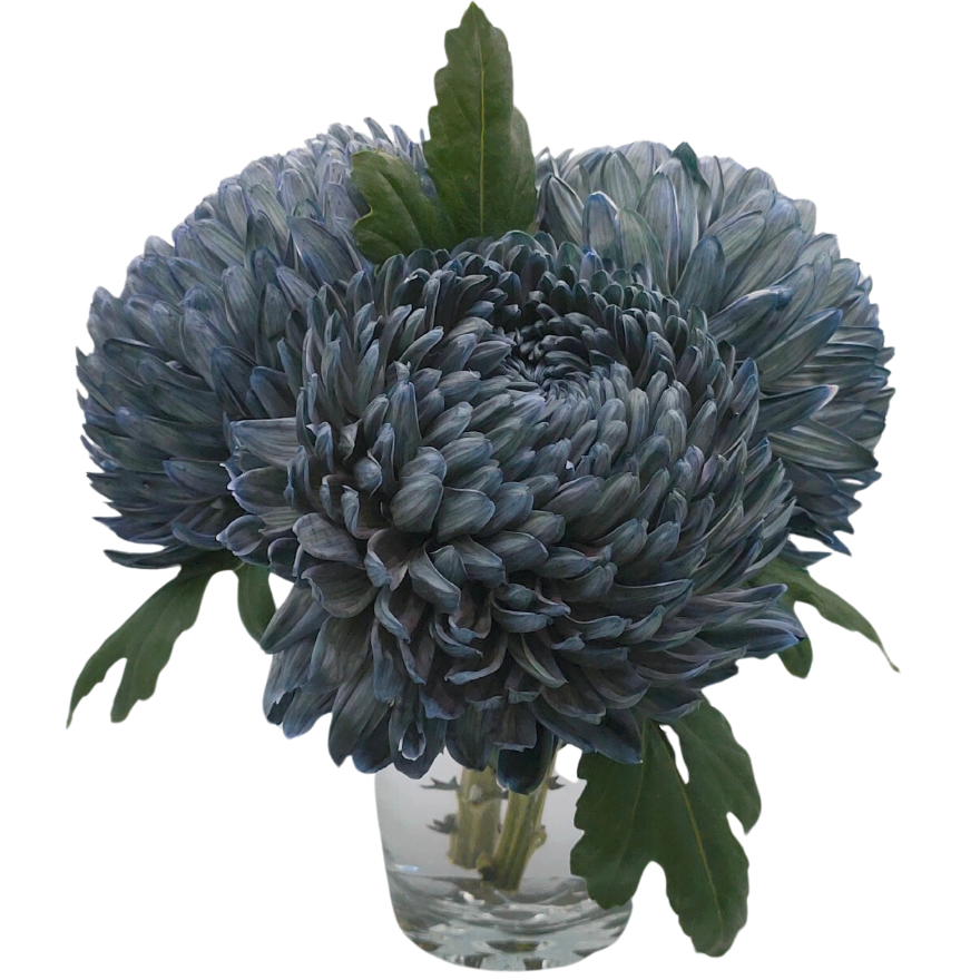 Asian Giant Mum Tinted-G6