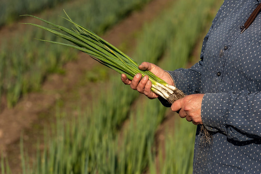 A woman holds green onions for Growing for Good in a field.