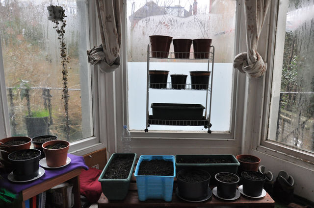 Home Grown - Organic Veggies - Week 2