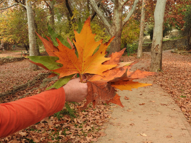 fall.jpg