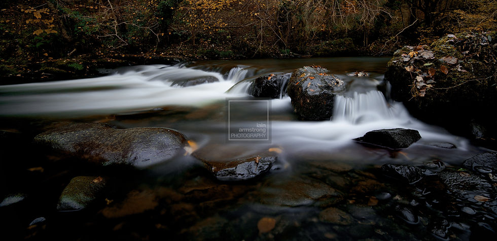 'Autumn Blur'