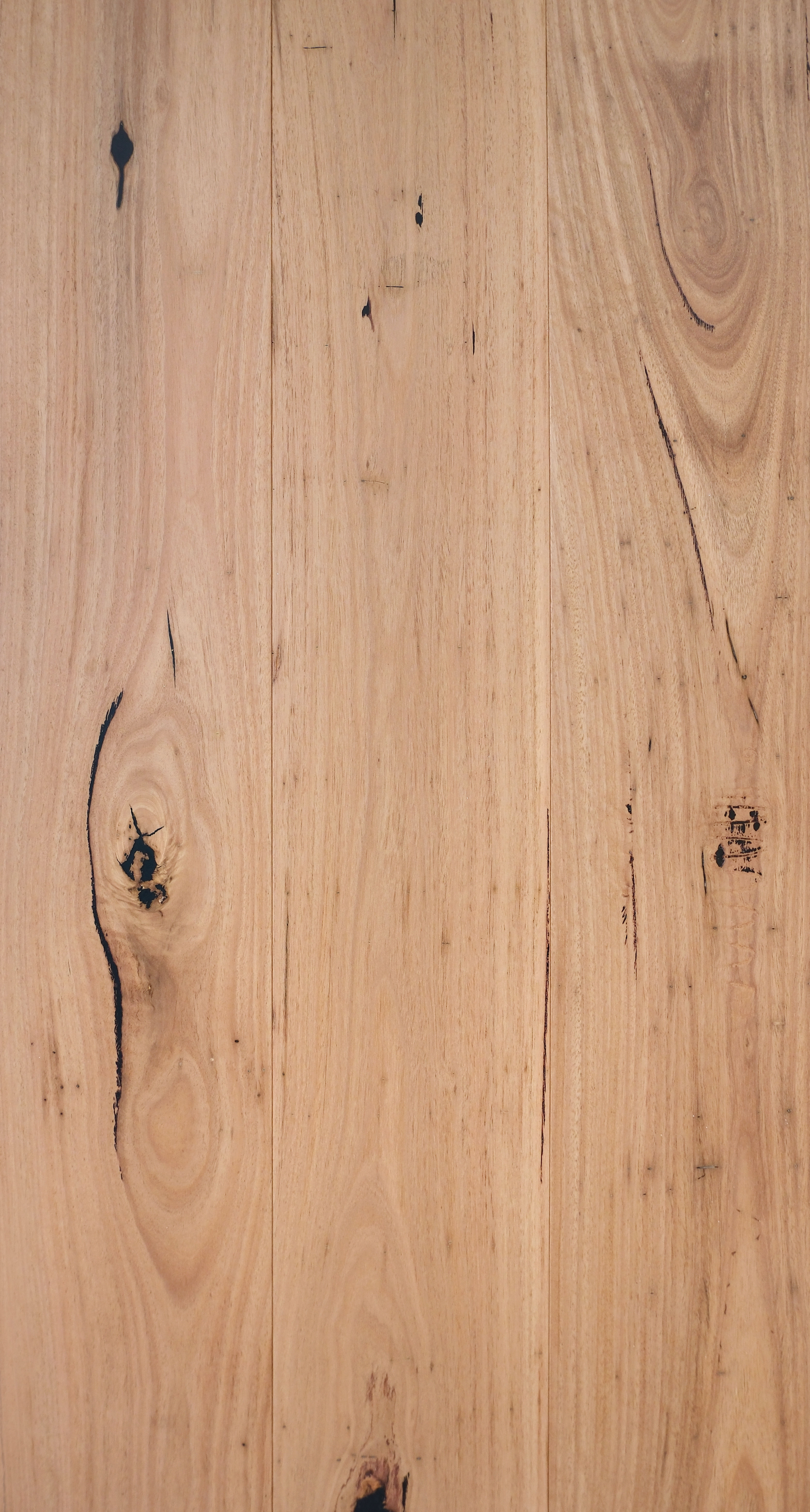 Blackbutt