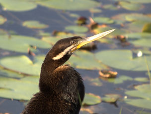 Darter, Emu Swamp.jpg