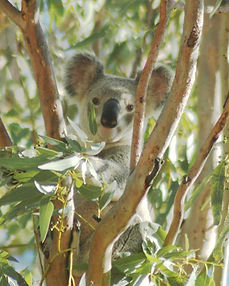 koalagilberton5_edited.jpg