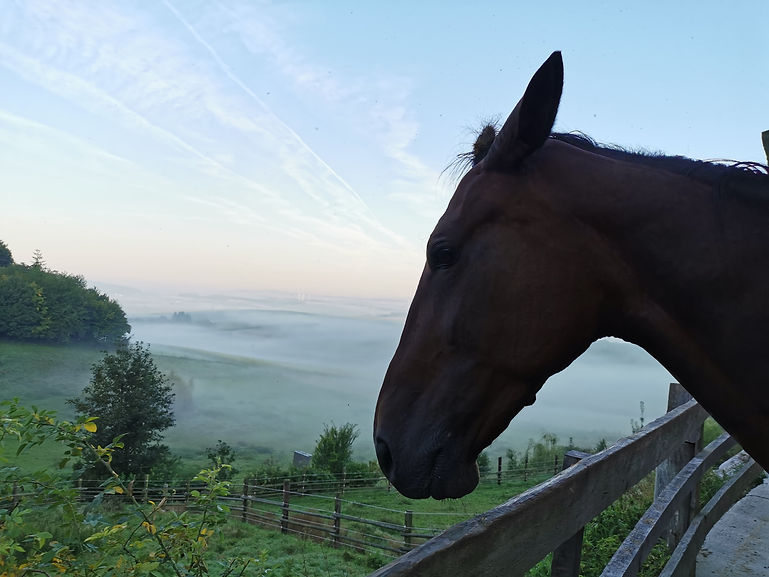 pferd_koppel_gestuet_haspelwald.jpg