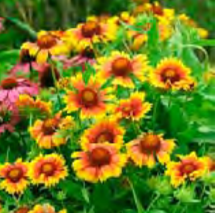 Gaillarda 'Arizona Apricot'