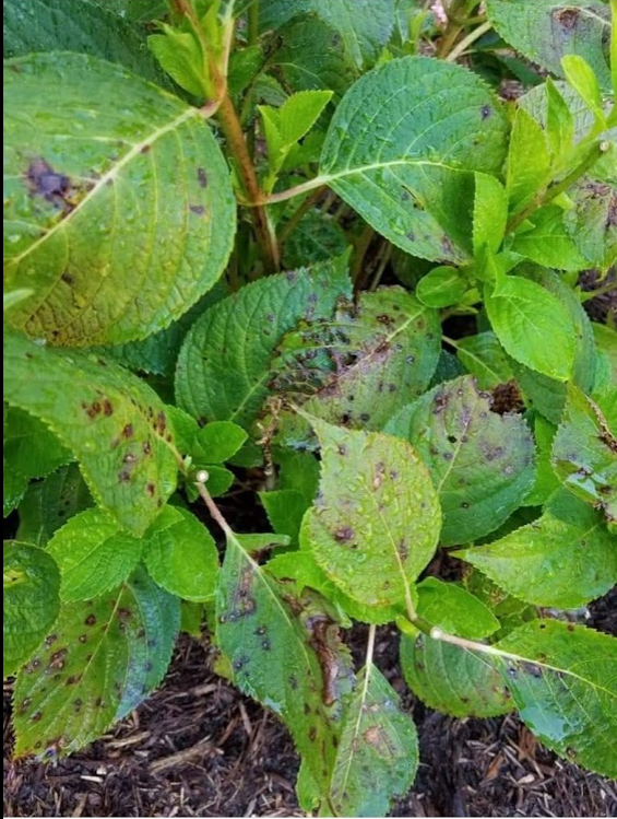 Black spots on hydrangea leaves could be indicative of fungal disease