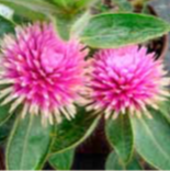 Gomphrena 'Pink Dazzle'