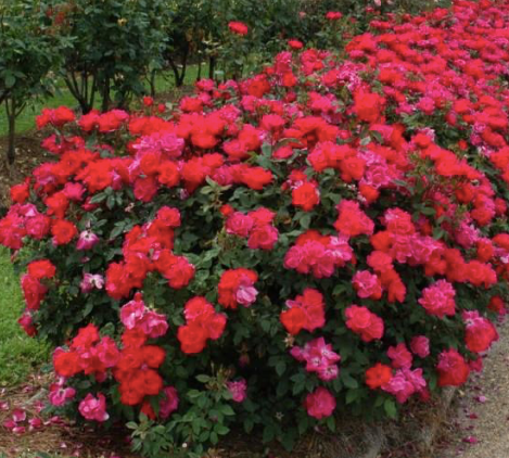 Knockout Rose