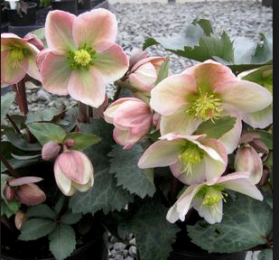 Lenten Rose