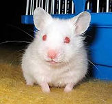 Hamster blanco de ojos rojos albino.