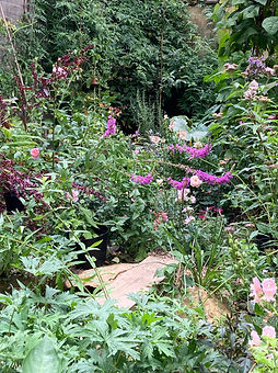 An Eden Rooted tiny urban semi-shaded garden with freely-planted food plants for humans and wildlife, and medical herbs