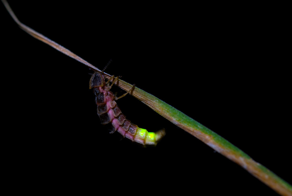 Glow-worm larva glowing in grass at night