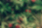 creative-tropical-background-leaves-of-tropical-p-2025-01-10-18-31-41-utc.jpg