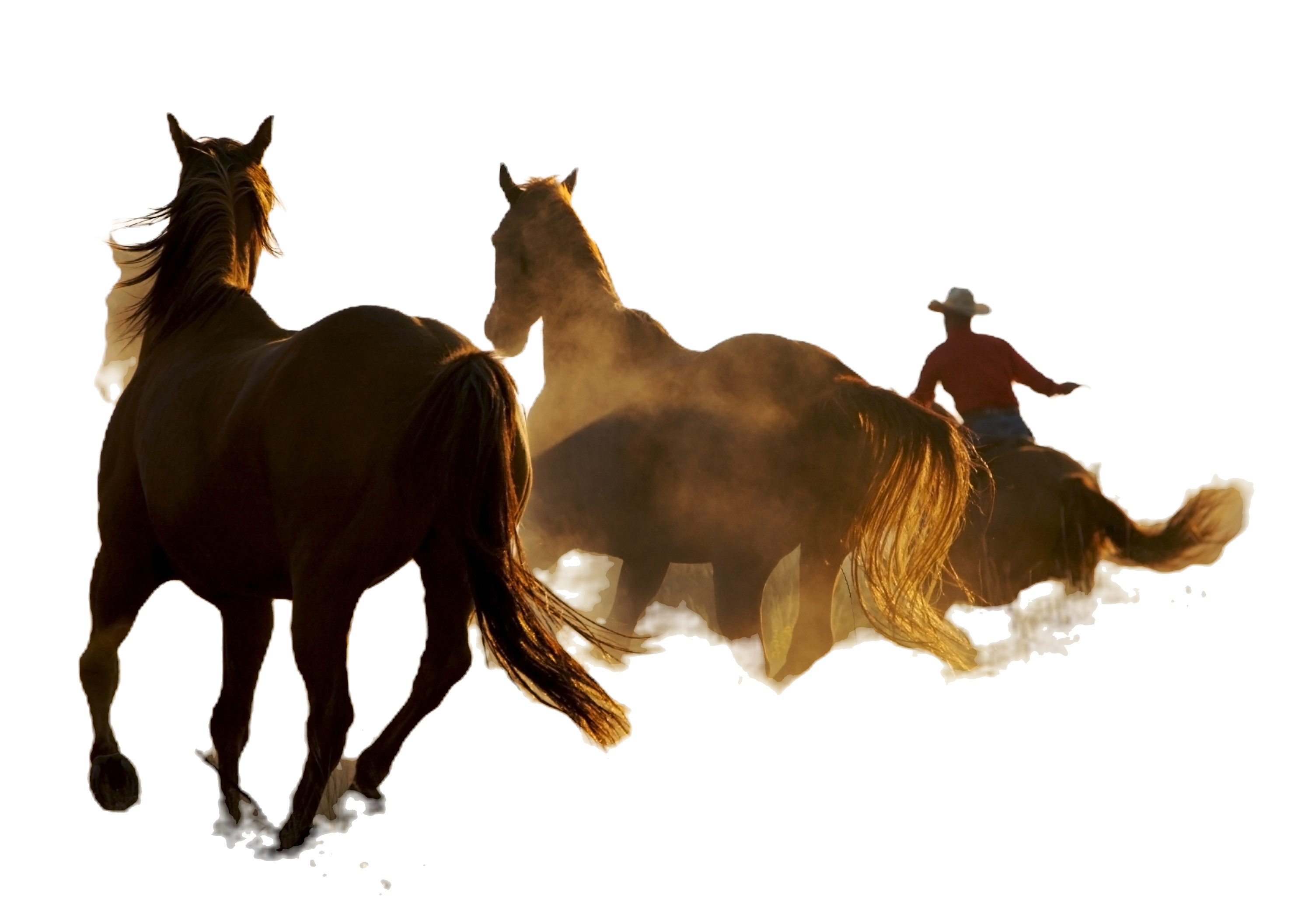 Horseback Riding Scene