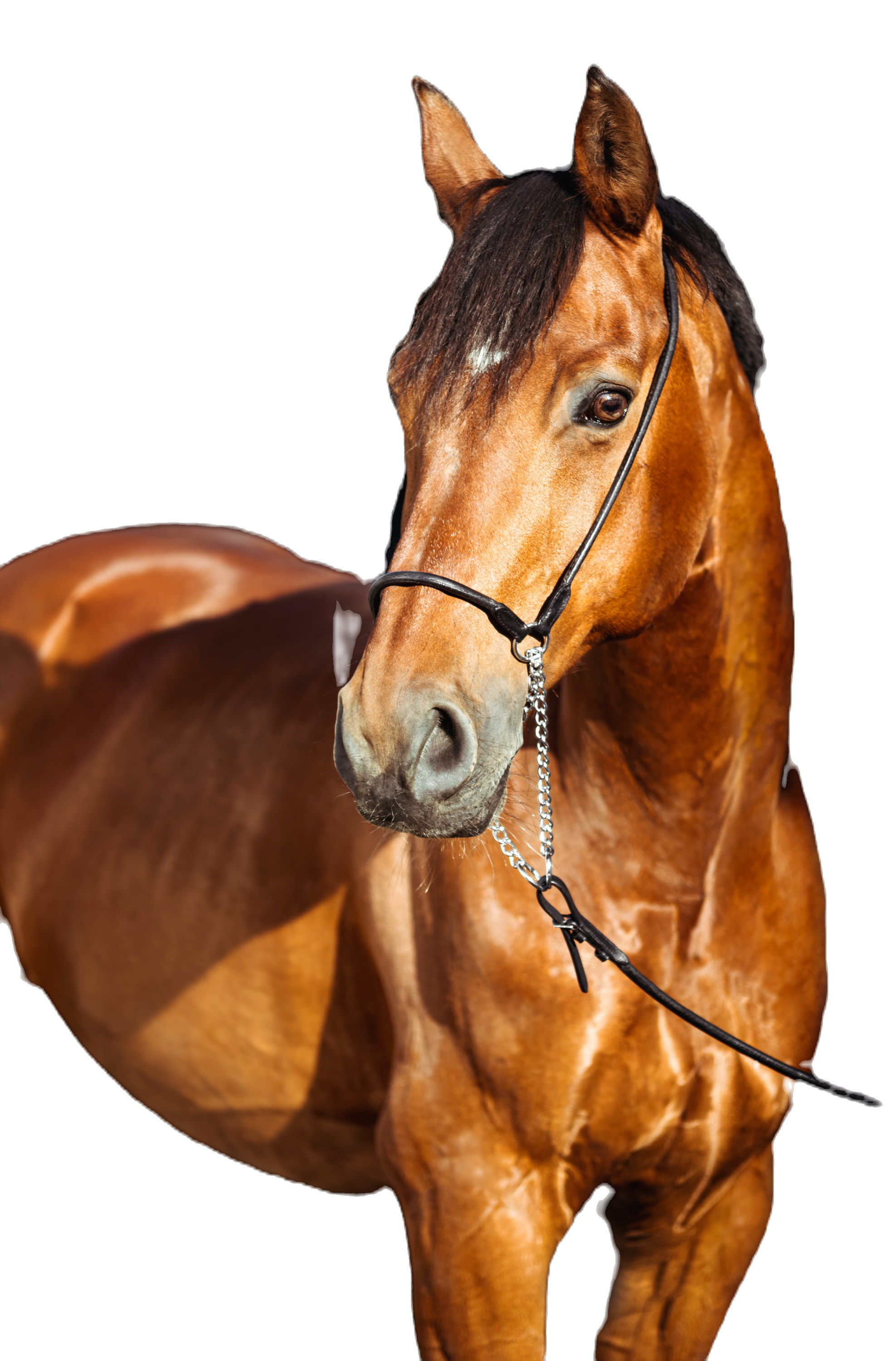 Image by Luisa Peter