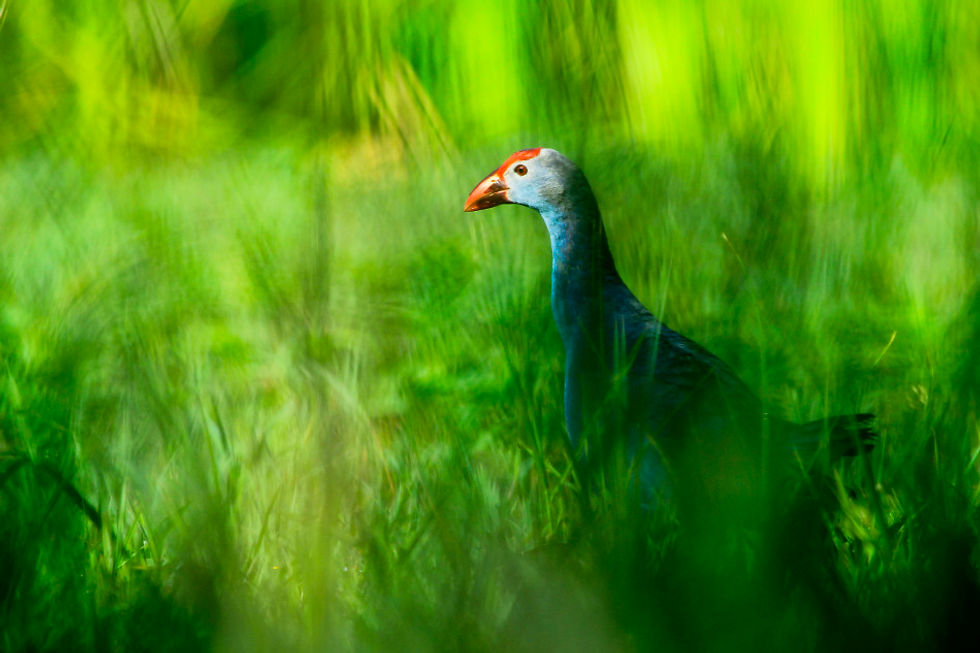 purple-swamphen-rohit-pansare-photography