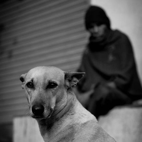 Project 365: Day 92, Stray friends