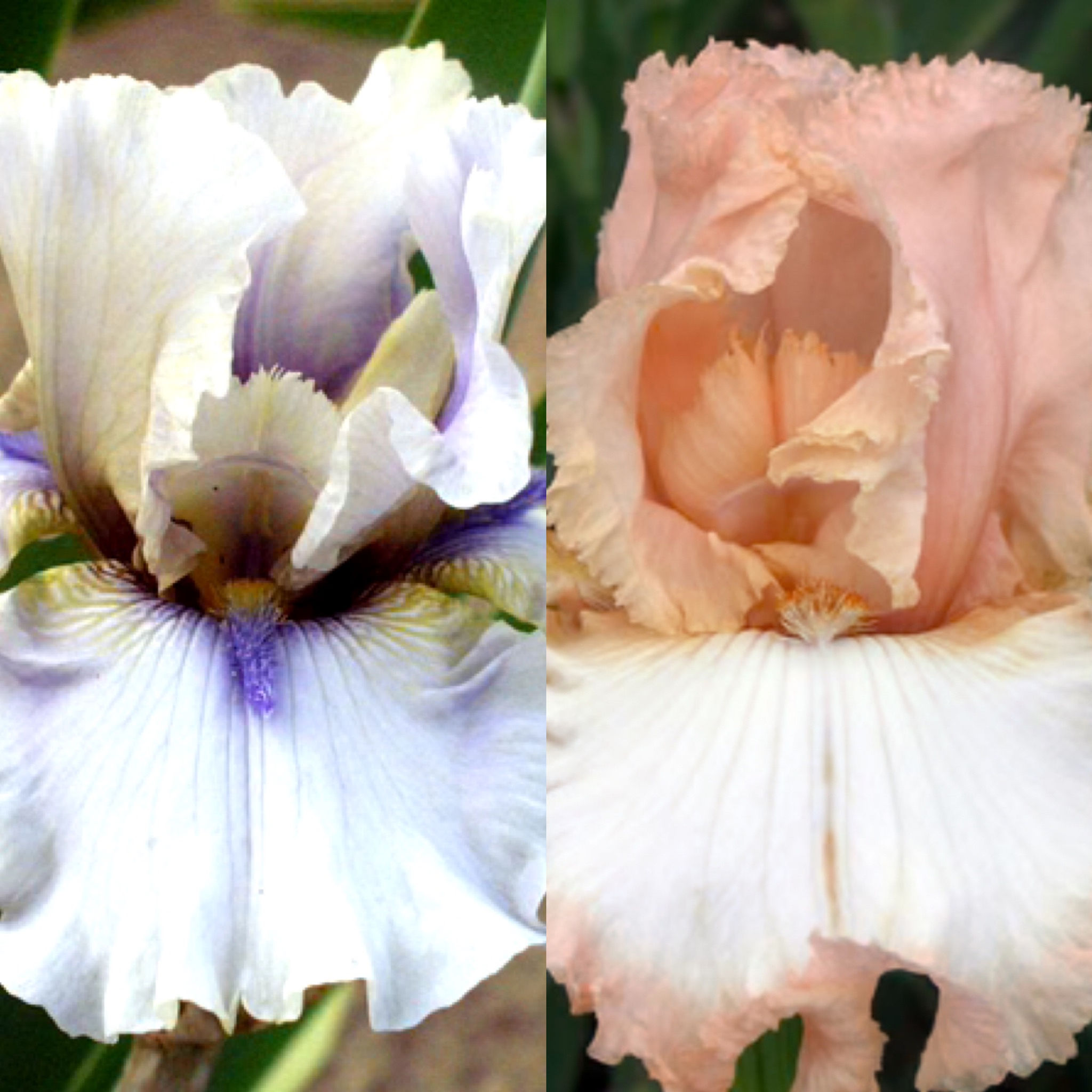 Seeds…Iron Eagle X Debutantes’ Lace