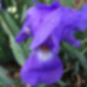Iris 1_edited.jpg