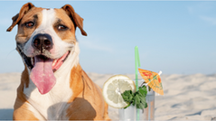 Viaje com seu Pet para Morro de São Paulo: Conheça as Empresas Pet Friendly