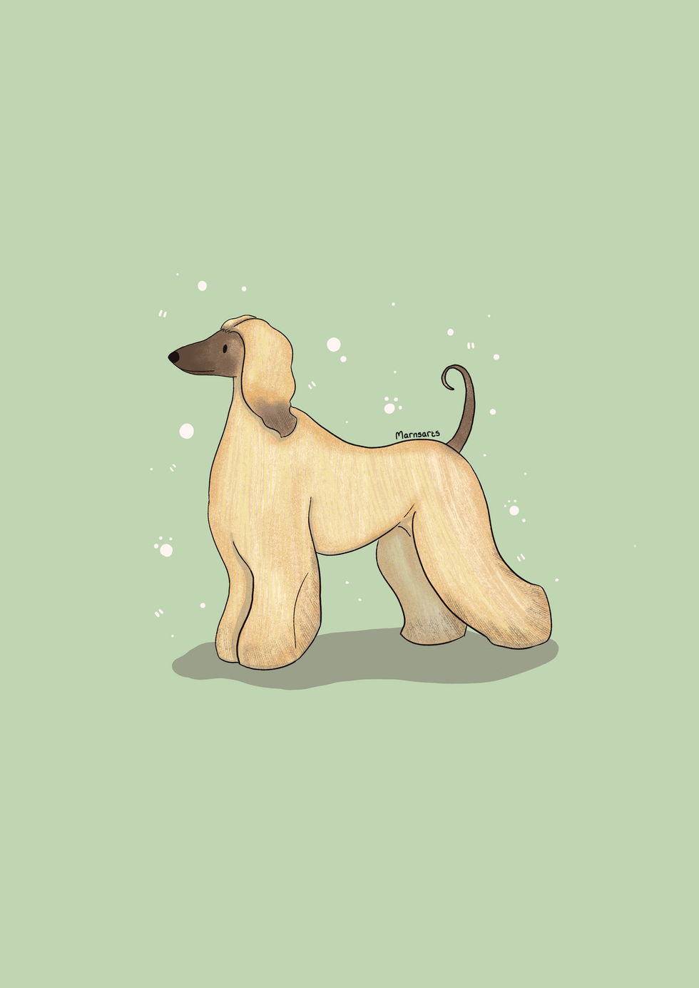 Afghan Hound