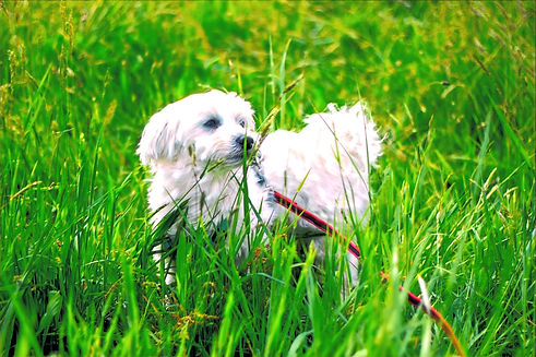 Billa Vanessa_edited_edited.jpg